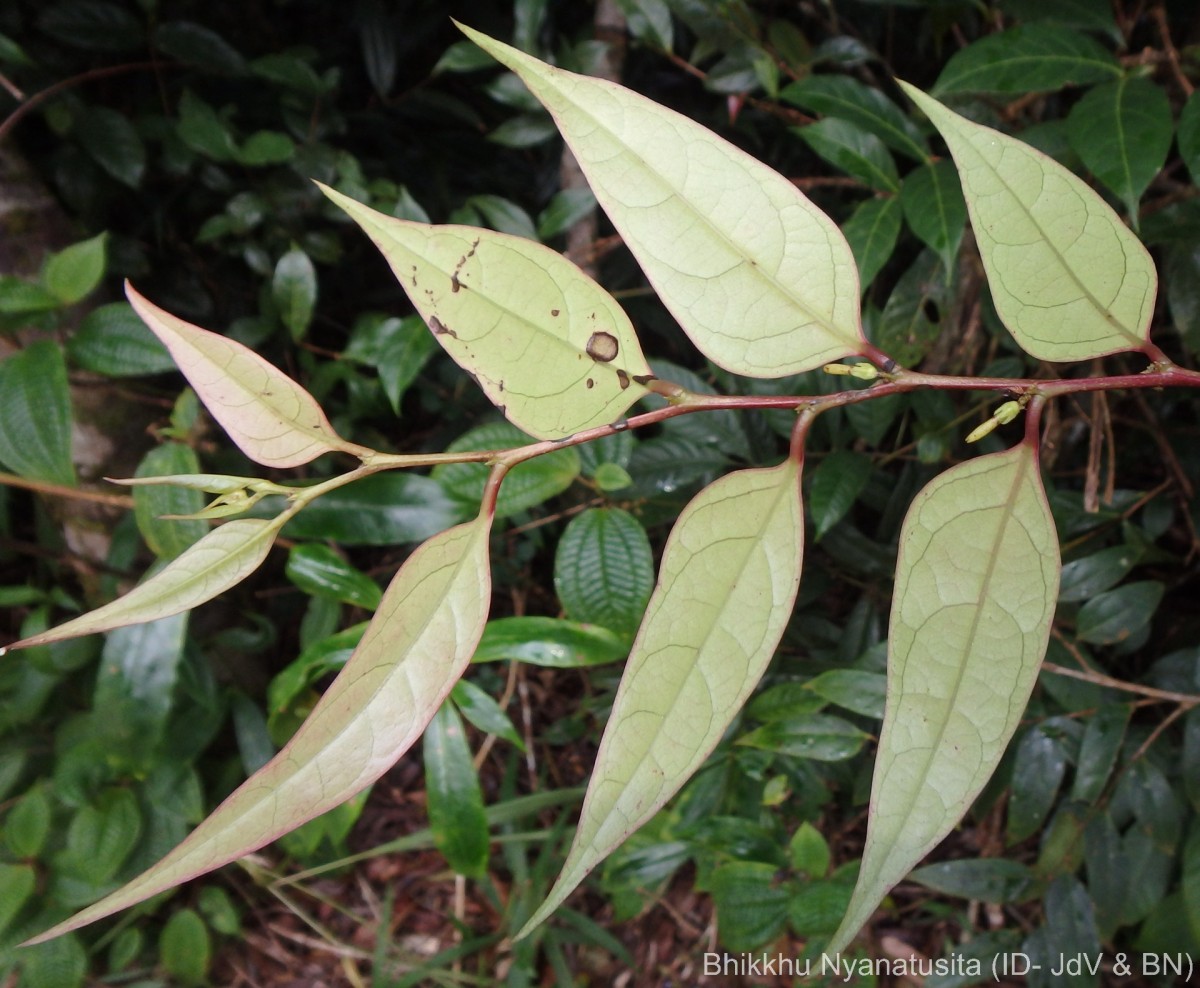 Phyllanthus candolleanus (Wight & Arn.) Chakrab. & N.P.Balakr.